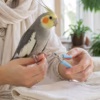کوتاه کردن ناخن پرنده؛ زمان مناسب و روش کم‌خطر