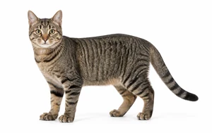 عکس گربه نژاد آمریکن پلی‌دکتیل | American Polydactyl