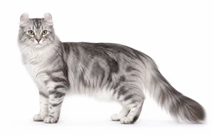 عکس گربه نژاد آمریکن کرل موبلند | American Curl Longhair