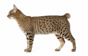 عکس گربه نژاد آمریکن لینکس | American Lynx