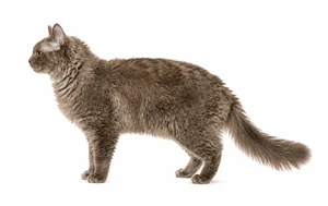 عکس گربه نژاد اورال رکس موبلند | Ural Rex Longhair