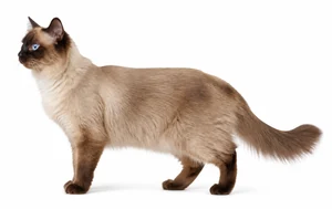 عکس گربه نژاد تونکینیز موبلند | Tonkinese Longhair
