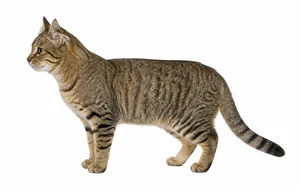 عکس گربه نژاد جیانژو | Jianzhou Cat