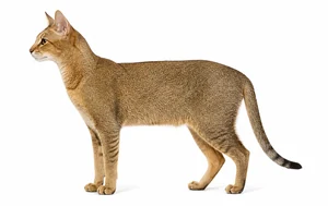عکس گربه نژاد چاوسی | Chausie