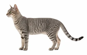 عکس گربه نژاد راشن تبی | Russian Tabby