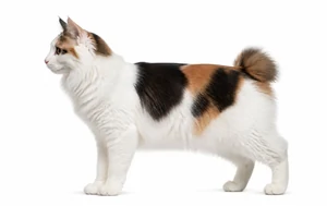 عکس گربه نژاد ژاپنی بابتیل موبلند | Japanese Bobtail Longhair