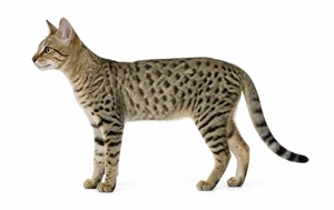عکس گربه نژاد سرنگتی | Serengeti