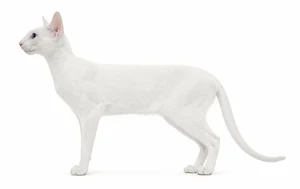 عکس گربه نژاد سفید خارجی موکوتاه | Foreign White Shorthair