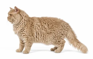 عکس گربه نژاد سلکرک رکس موبلند | Selkirk Rex Longhair