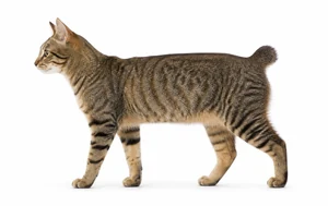 عکس گربه نژاد کورین بابتیل | Korean Bobtail