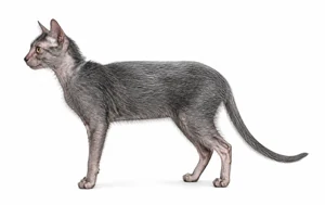 عکس گربه نژاد لایکوی | Lykoi