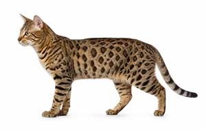 عکس گربه نژاد موجاوی اسپاتد | Mojave Spotted