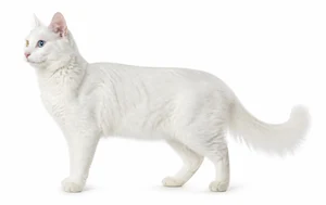 عکس گربه نژاد ون کت | Van Cat