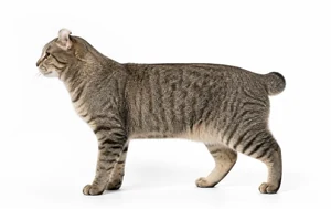 عکس گربه نژاد هایلندر موکوتاه | Highlander Shorthair