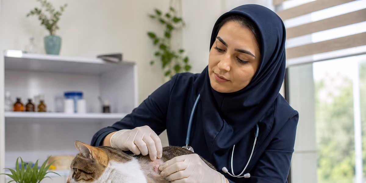 معاینه پوست گربه در کلینیک دامپزشکی
