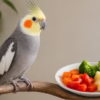 میوه و سبزیجات مجاز برای عروس هلندی؛ مقدار و ممنوعه‌ها