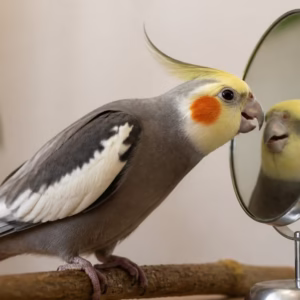 عروس هلندی برای آینه غذا بالا می‌آورد؛ چه کار کنیم؟