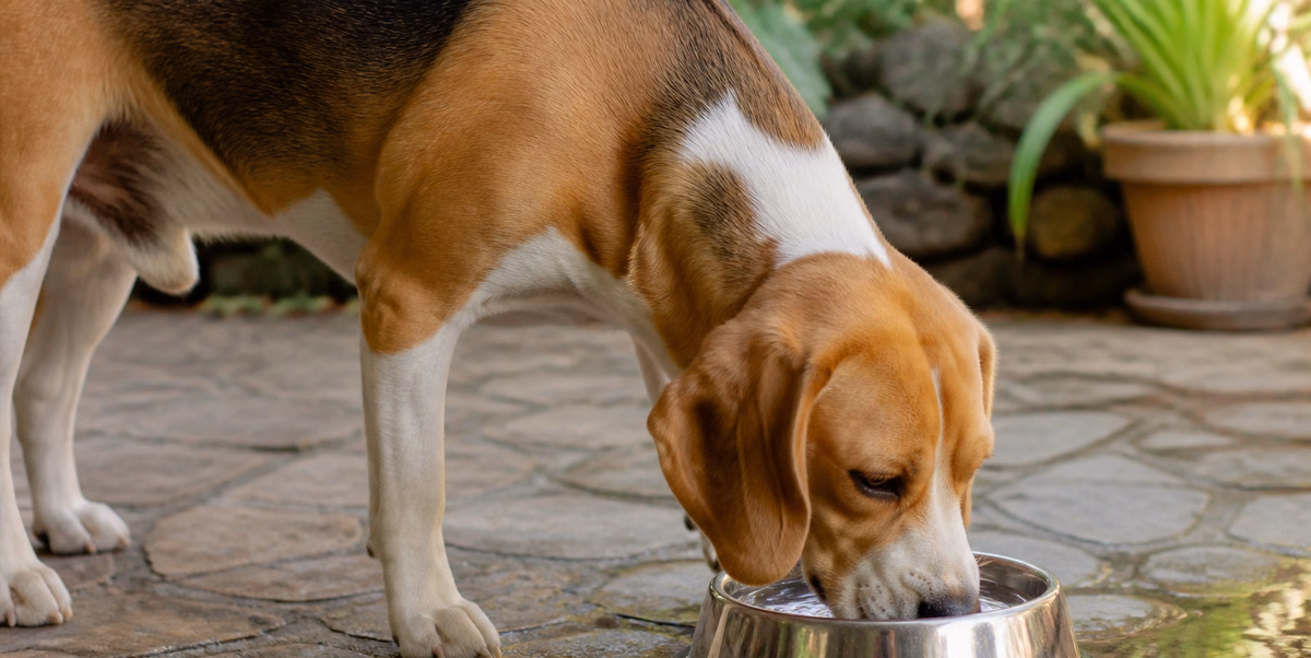 سگ روزانه چقدر آب نیاز دارد؟