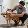حمام کردن سگ؛ فاصله مناسب، مراحل شست‌وشو و خشک‌کردن