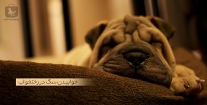 آموزش فرمان «برو سر جات» و خوابیدن سگ روی تشک