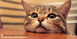 حقایق جالب درباره گربه‌ها؛ حواس، رفتار و ارتباط