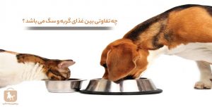 چه تفاوتی بین غذای گربه و سگ می باشد ؟