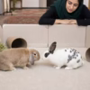 آشنا کردن دو خرگوش؛ مراحل دوستی بدون دعوا