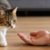 چگونه اعتماد گربه را جلب کنیم؟ راهنمای بدون زور