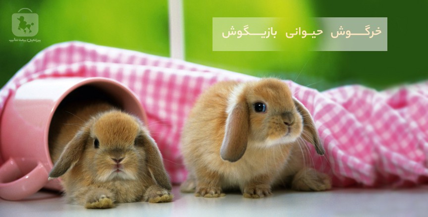 خرگوش خانگی سالم در محیط ایمن