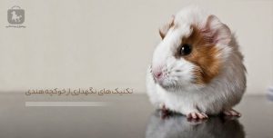 نگهداری خوکچه هندی؛ قفس، تغذیه و مراقبت روزانه