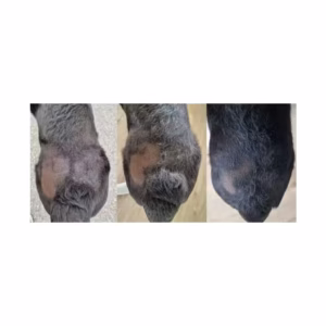 سرم ضد ریزش و تقویت کننده موی سگ وت اکسپرت مدل Stimuderm Ultra