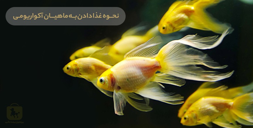ماهی‌های آکواریومی هنگام غذا خوردن