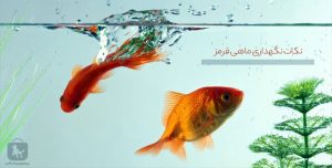 نگهداری ماهی قرمز؛ آکواریوم، آب، غذا و علائم بیماری