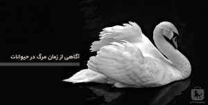آیا حیوانات مرگ را حس می‌کنند؟ واقعیت رفتارهای پایان زندگی