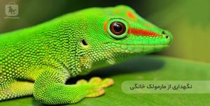 نگهداری گکوی گارگویل؛ تراریوم، تغذیه و مراقبت کامل