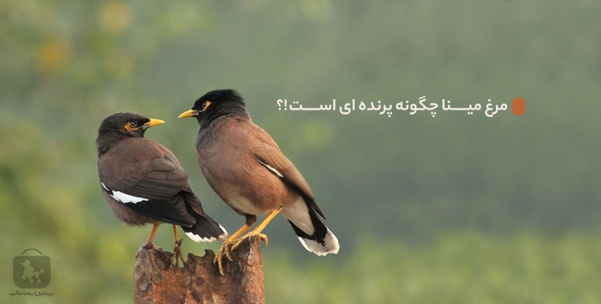 مرغ مینا؛ ویژگیها، نگهداری، تغذیه و آموزش سخنگویی - پرشین پت شاپ