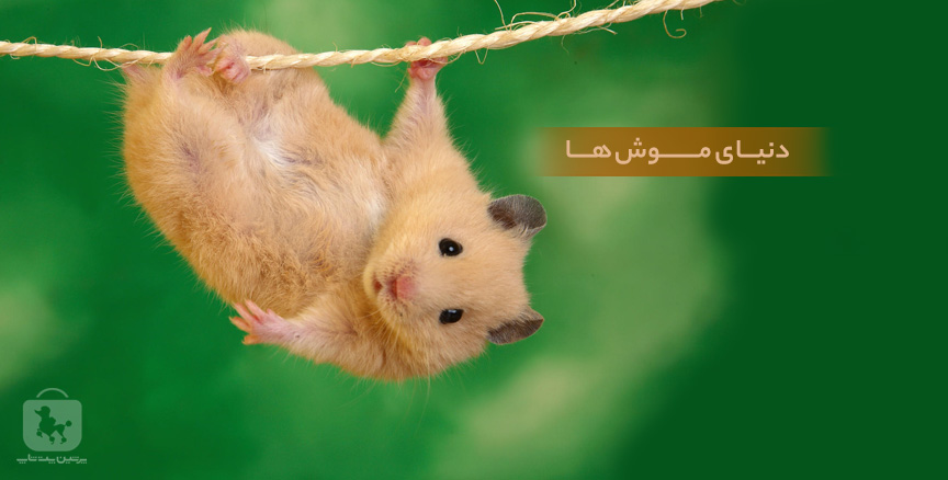mouse