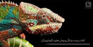 آفتاب پرست پلنگی و روش های نگهداری از آن