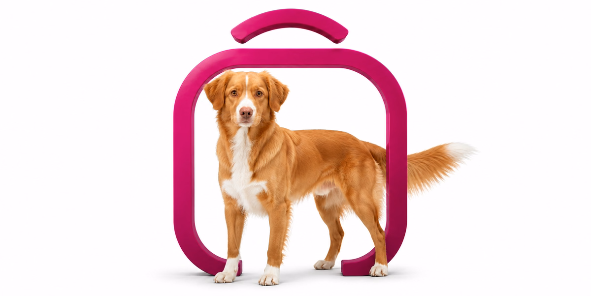 نوا اسکوشیا داک تولینگ رتریور | Nova Scotia Duck Tolling Retriever