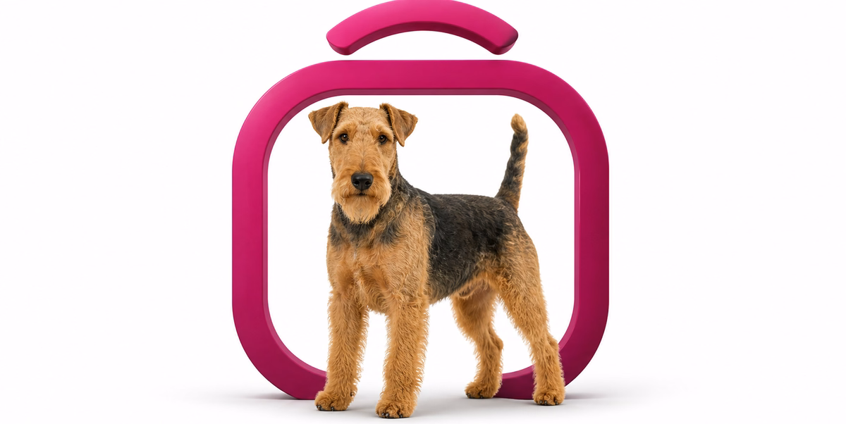 معرفی سگ نژاد ولش تریر