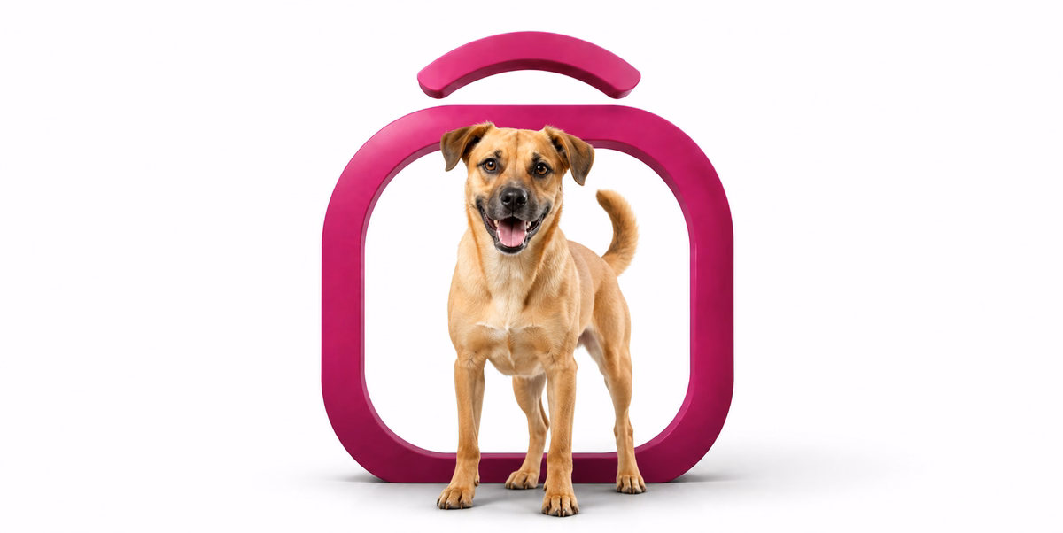 مات | Mutt