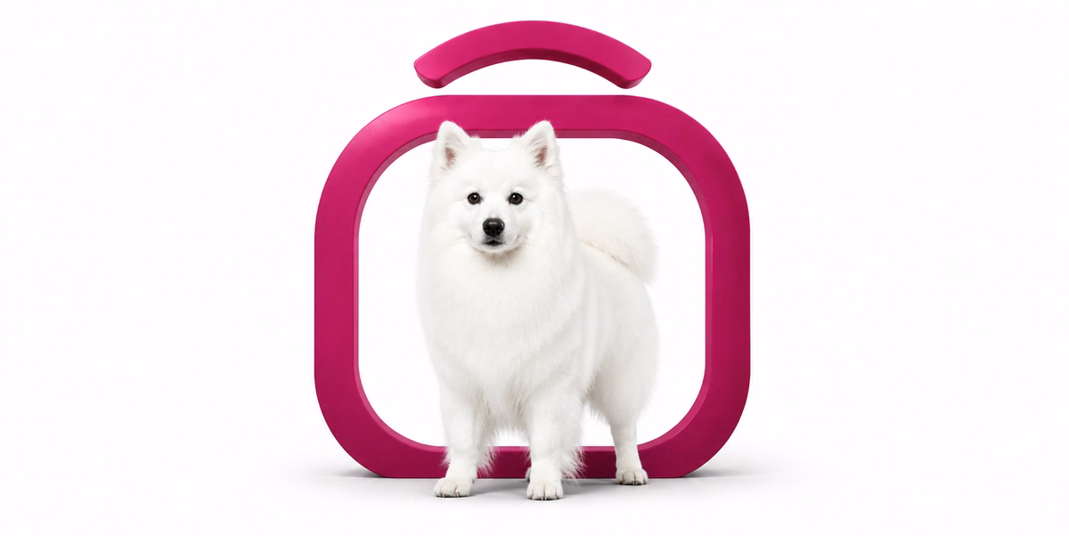 آمریکن اسکیمو | American Eskimo Dog