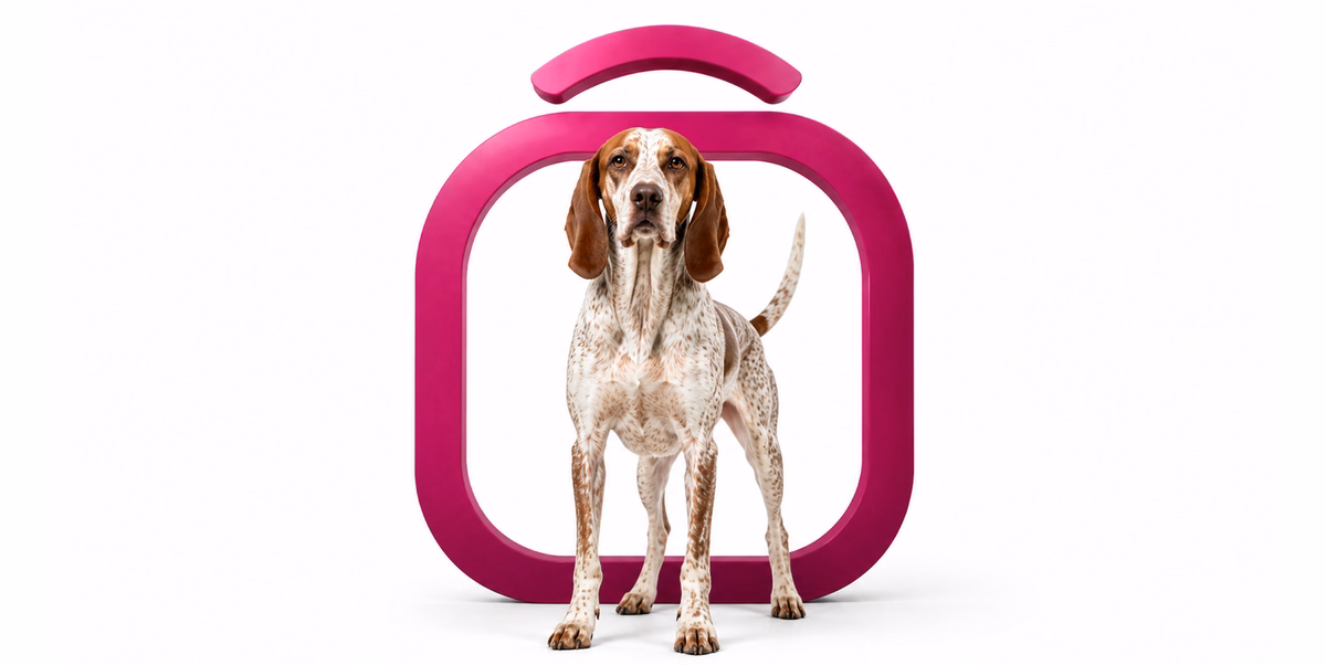 معرفی سگ نژاد آمریکن انگلیش کونهوند (American English Coonhound)