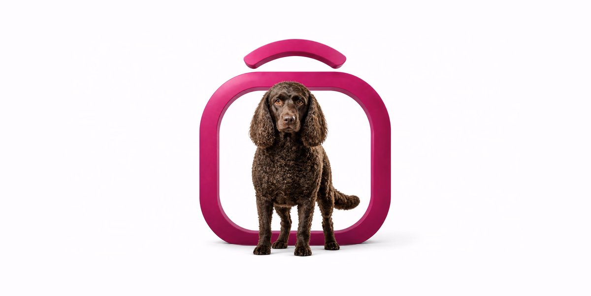 آمریکن واتر اسپانیل | American Water Spaniel