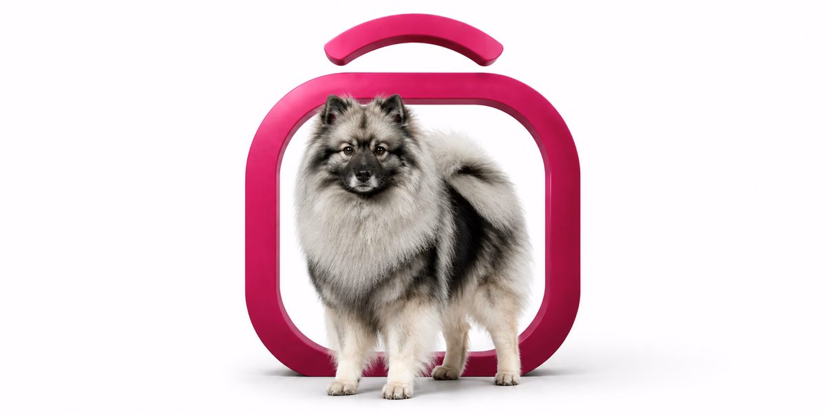 کیشاند | Keeshond