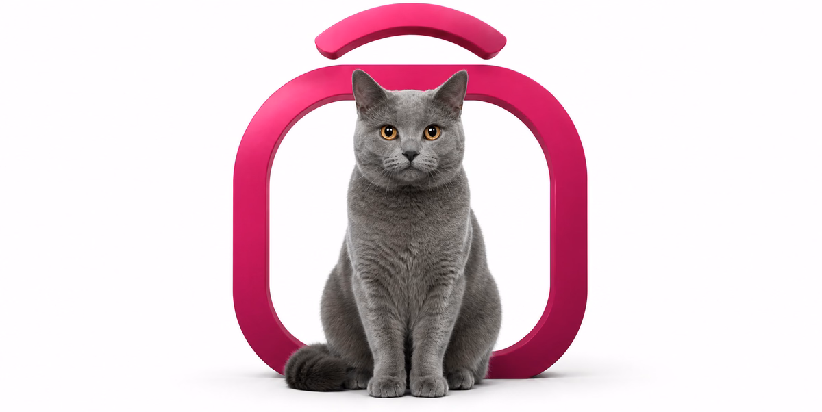 چارتروکس | Chartreux