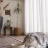 گرمازدگی خرگوش؛ علائم خطر و کمک اولیه درست