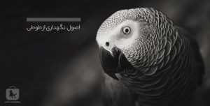 نگهداری طوطی خاکستری؛ تغذیه، قفس و سلامت روان